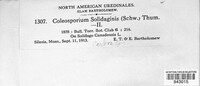Coleosporium asterum image